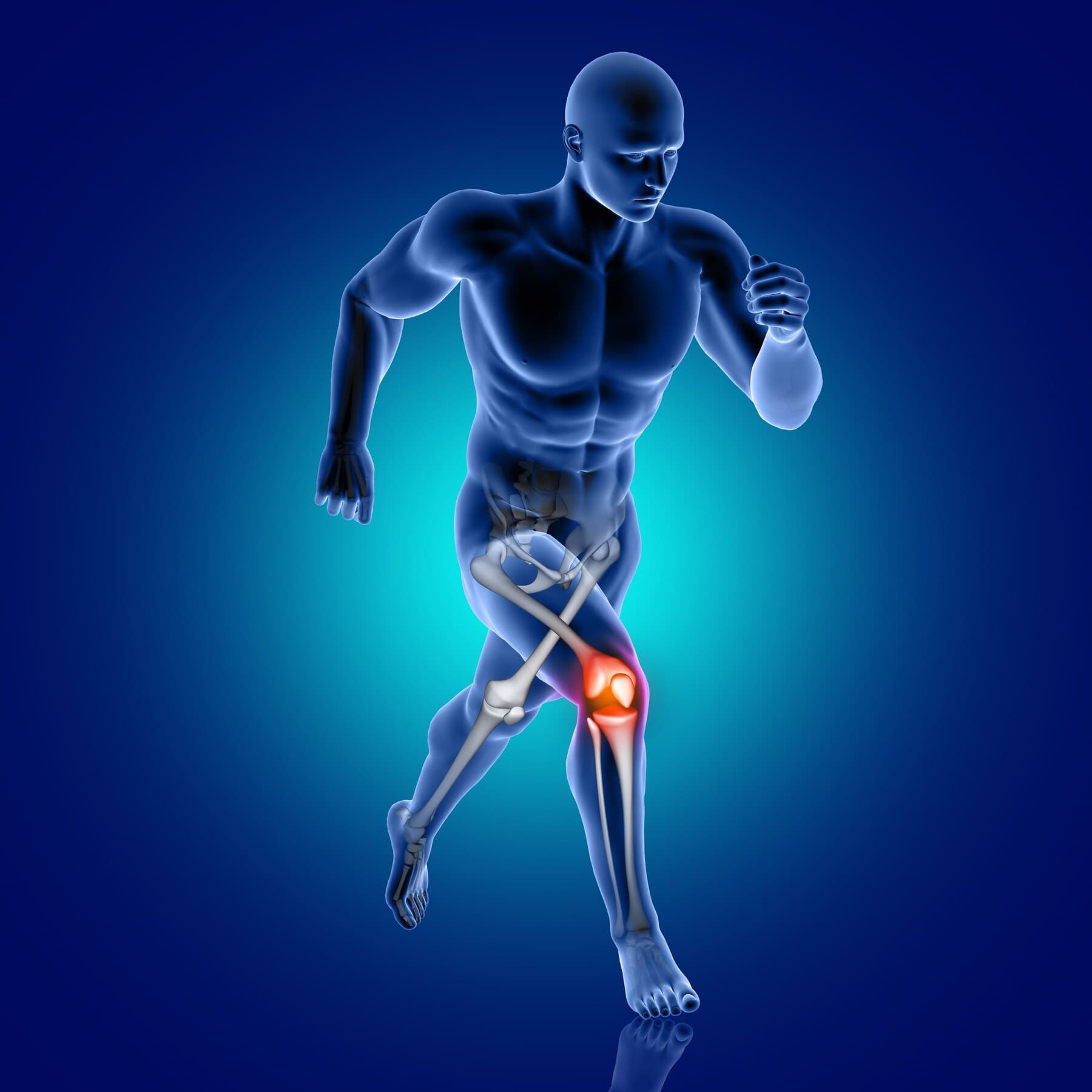 3D anatomy of a runner with the knee ligament highlighted